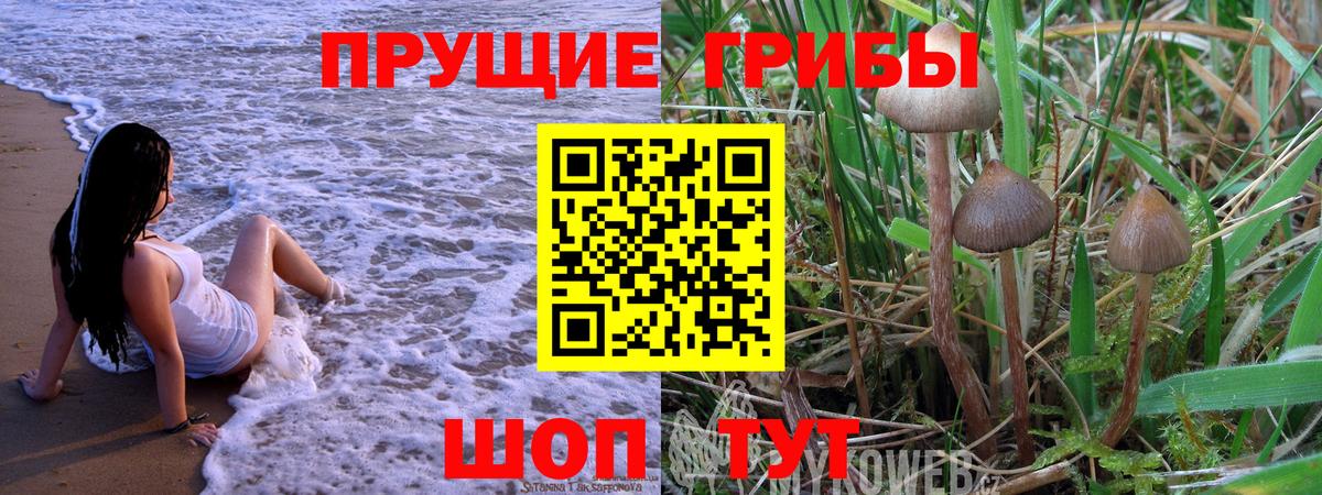 Сафоново  Псилоцибиновые грибы Cubensis  Вход с VPN 
